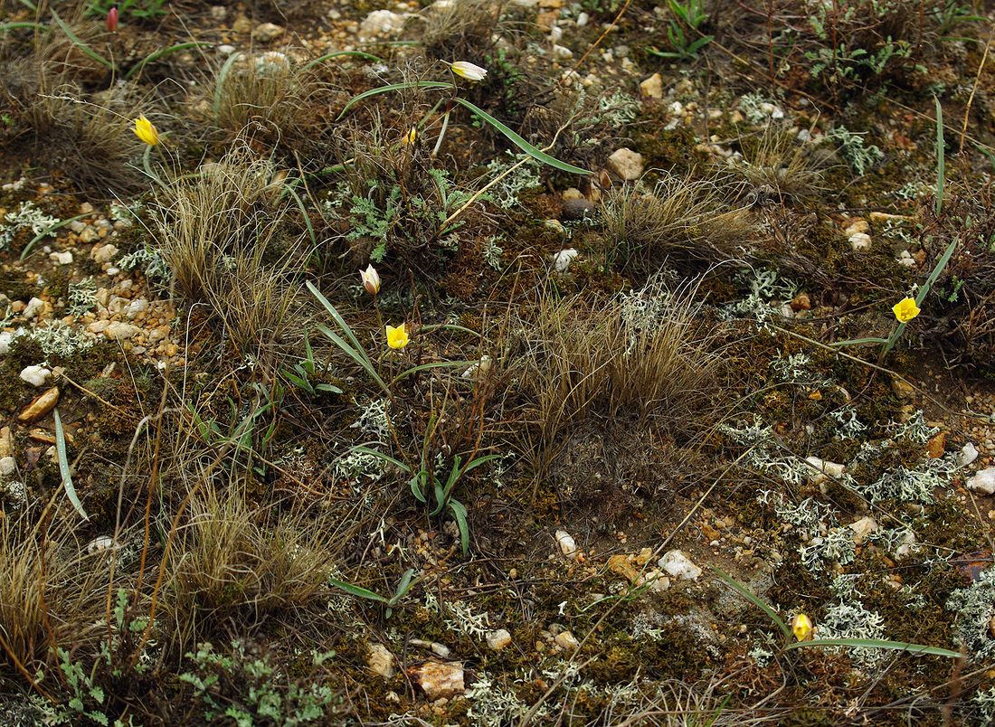 Изображение особи Tulipa scythica.