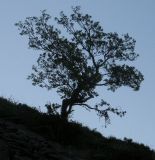 Acer semenovii