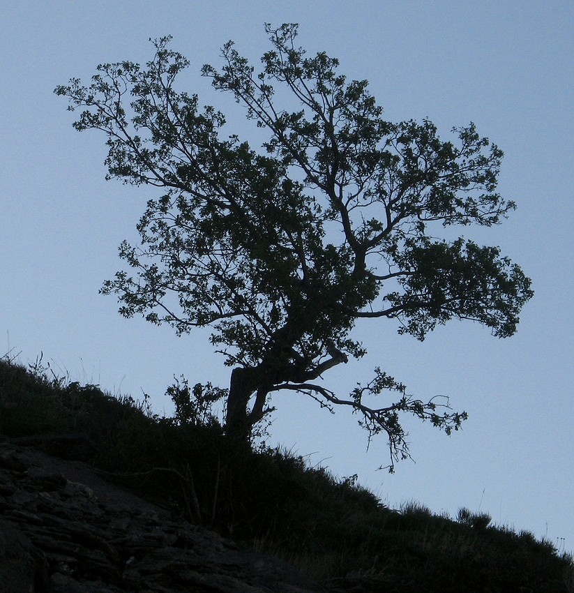 Image of Acer semenovii specimen.