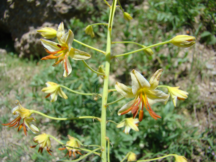 Изображение особи Eremurus czatkalicus.