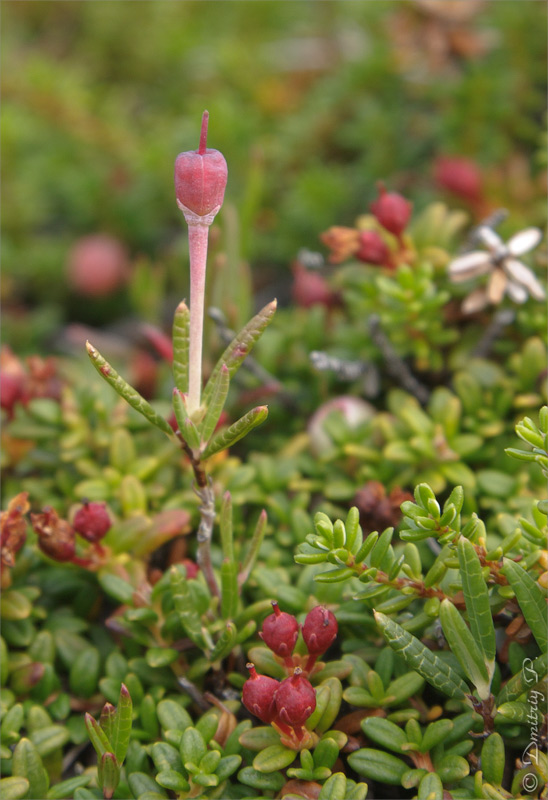 Изображение особи Andromeda polifolia.