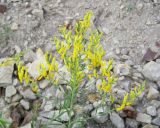 Genista tinctoria. Соцветие. Окрестности г. Саратова, на каменистом склоне. 6 июля 2011 г.