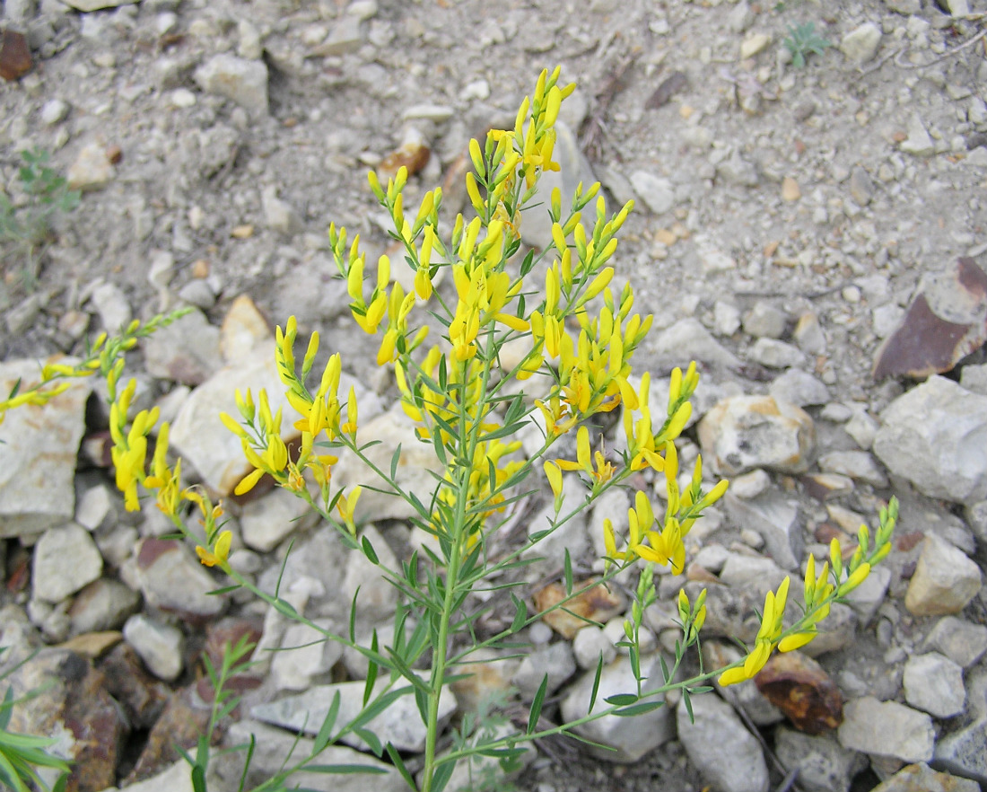 Image of Genista tinctoria specimen.