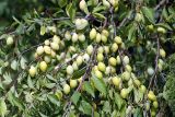 Prunus domestica