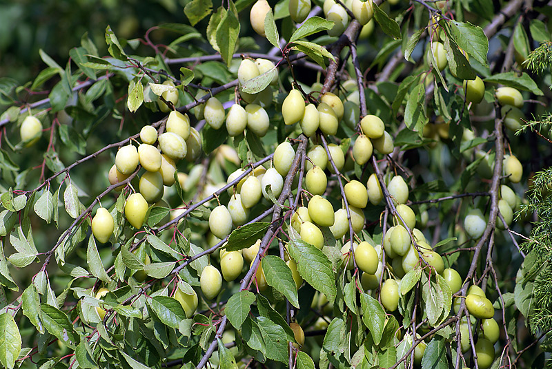 Изображение особи Prunus domestica.