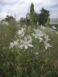 Ornithogalum ponticum