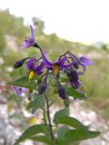 Solanum pseudopersicum