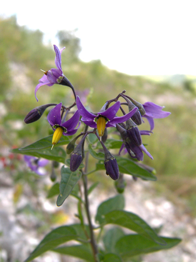 Изображение особи Solanum pseudopersicum.