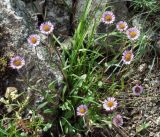 Erigeron eriocalyx. Цветущие растения. Забайкалье, хребет Кодар. 27.07.2007.