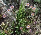 Erigeron eriocalyx