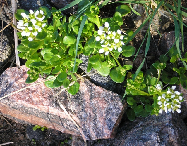 Image of Cochlearia groenlandica specimen.