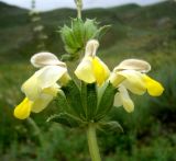 Phlomoides labiosa