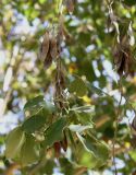 Dalbergia sissoo