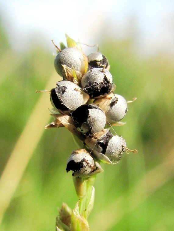 Изображение особи Carex canescens.