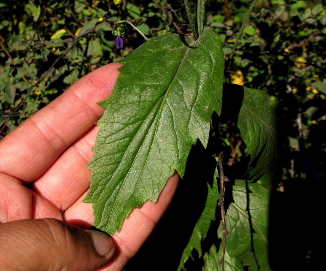 Image of Adenophora golubinzevaeana specimen.