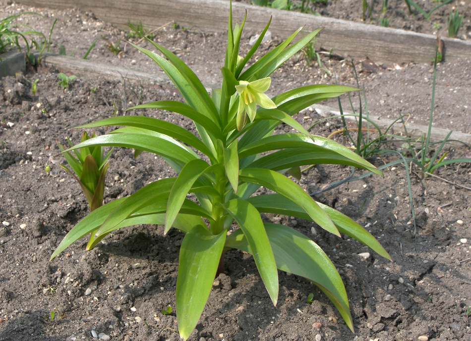 Изображение особи Fritillaria raddeana.