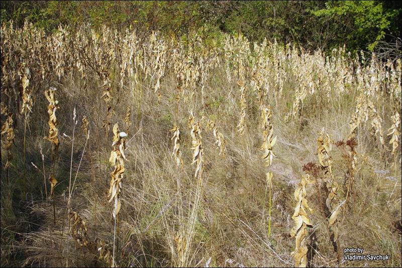 Изображение особи Asclepias syriaca.