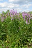 Vicia tenuifolia