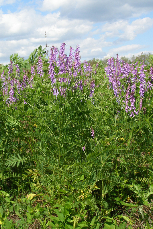 Изображение особи Vicia tenuifolia.