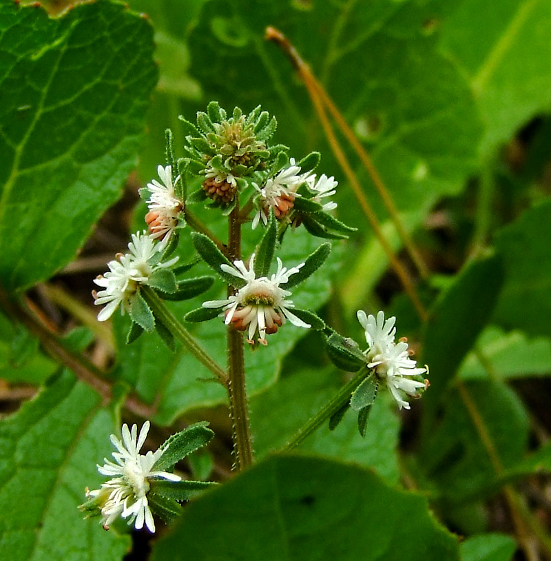 Изображение особи Reseda orientalis.