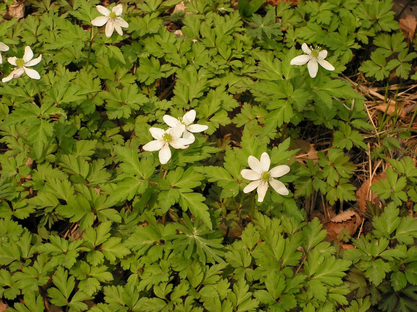 Image of Anemone amurensis specimen.