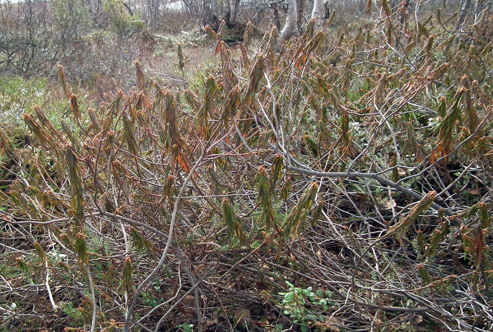 Image of Ledum palustre specimen.