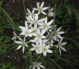 Image of taxon representative. Author is Василий Гелюта
