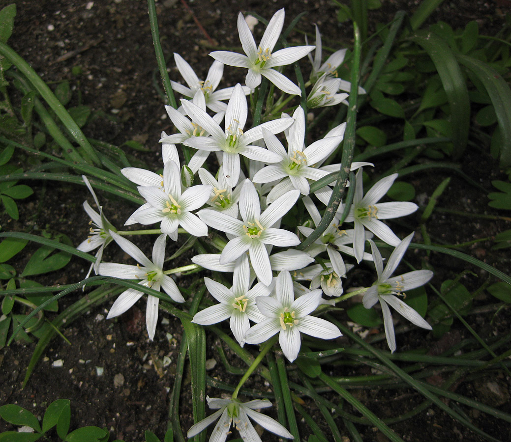 Image of Ornithogalum refractum specimen.