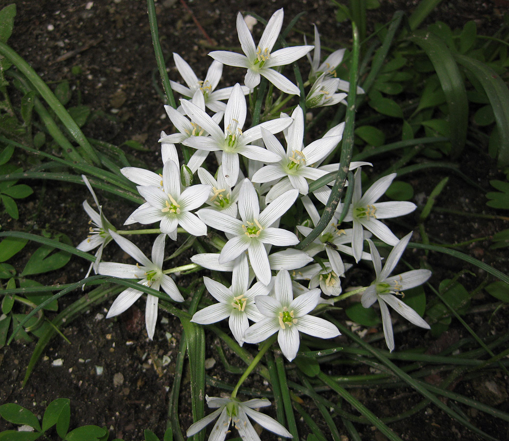 Изображение особи Ornithogalum refractum.