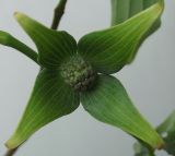 Cynoxylon kousa