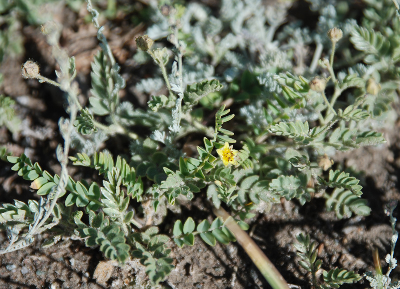 Image of Potentilla bifurca specimen.