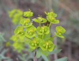 Euphorbia seguieriana. Соцветия. Украина, Днепропетровская обл., Петриковский р-н, окр. с. Шульговка, сосновые лесонасаждения на песке. 18.05.2012.
