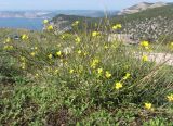 Diplotaxis tenuifolia