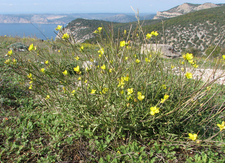 Image of Diplotaxis tenuifolia specimen.