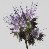 Phacelia tanacetifolia. Распускающееся соцветие. Германия, г.Кемпен, на балконе. 25.05.2012.