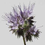 Phacelia tanacetifolia