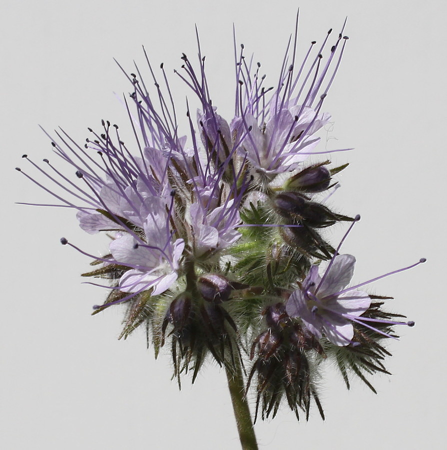 Image of Phacelia tanacetifolia specimen.