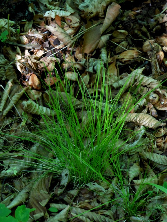 Image of Carex ussuriensis specimen.