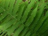 Lunathyrium pycnosorum