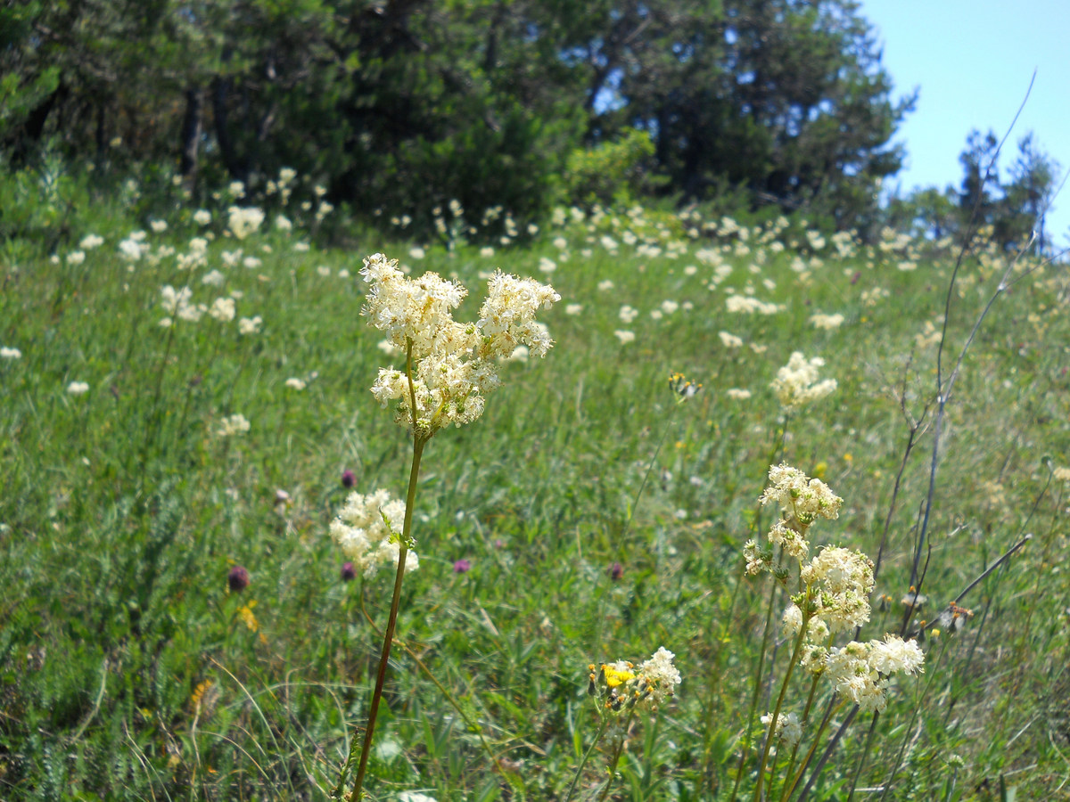 Image of Filipendula vulgaris specimen.