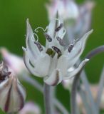 Allium borszczowii. Цветок. Москва, в культуре из Жанакорганского р-на Казахстана. 05.07.2012.