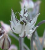 Allium borszczowii