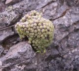 Draba bryoides. Отцветшее растение. Кабардино-Балкария, южный склон пика Терскол, 2800 м н.у.м. 14.07.2012.