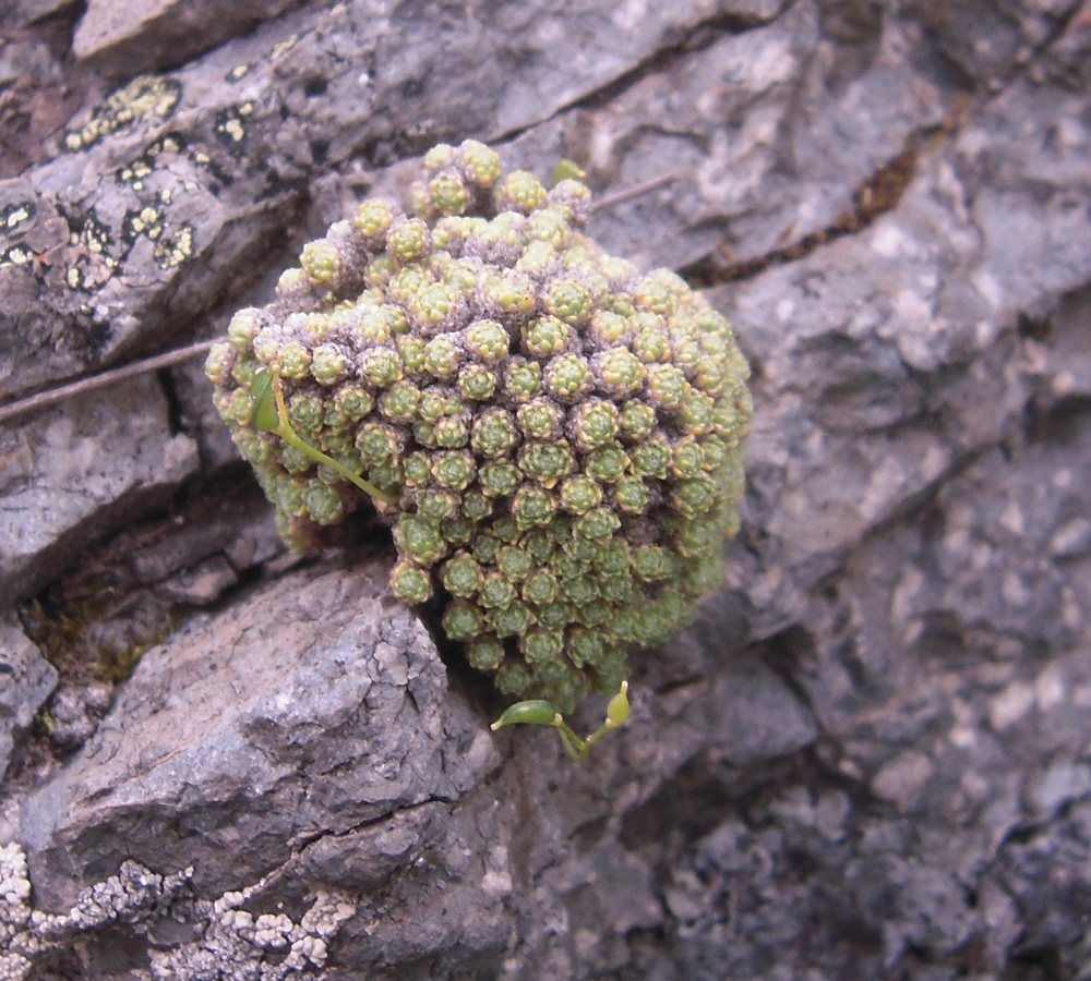 Изображение особи Draba bryoides.