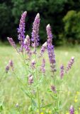 Salvia tesquicola