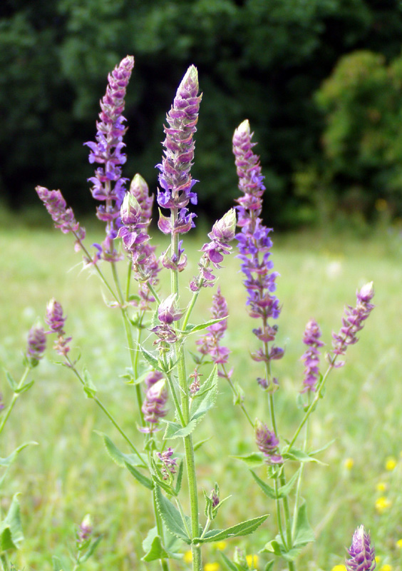 Изображение особи Salvia tesquicola.