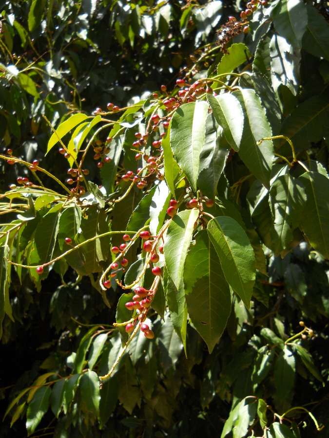 Изображение особи Lauro-cerasus lusitanica.