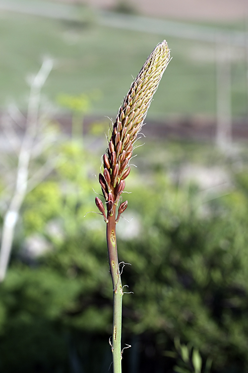 Изображение особи Eremurus regelii.