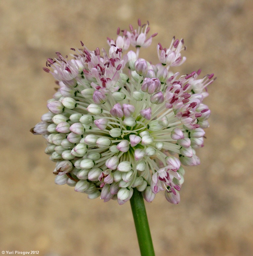 Image of Allium turkestanicum specimen.