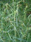 Artemisia dracunculus